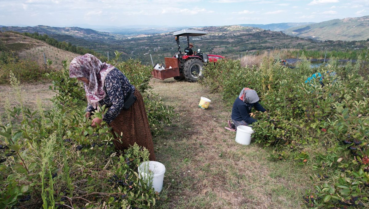 Tansiyona, şekere, kolesterole iyi geliyor! Doğal hücre yenileyici için pazar arıyorlar