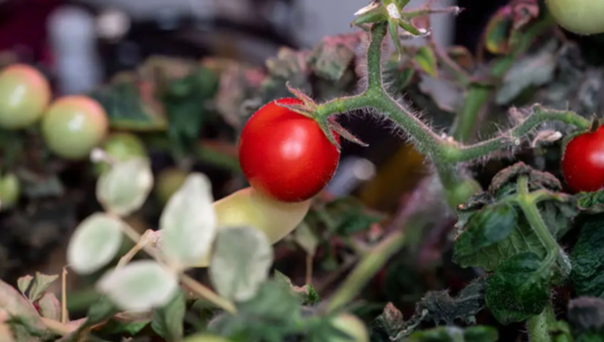 8 aydır kayıp olan uzay domatesi bulundu