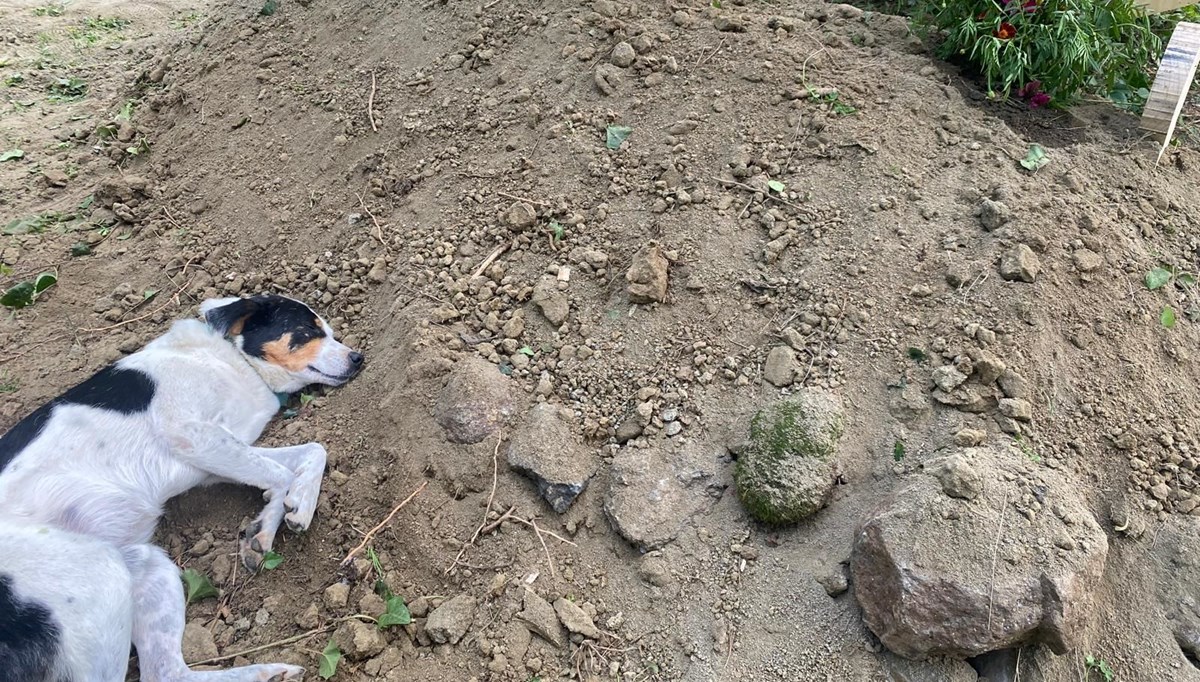 Duygulandıran fotoğraf: Teo sahibinin mezarının başından ayrılmadı