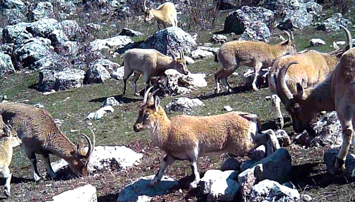 Yaban keçisi sürüsü fotokapanla görüntülendi