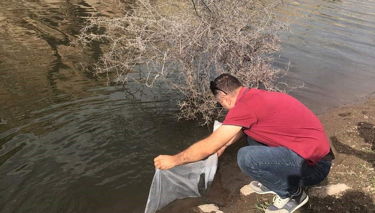 Afyonkarahisar'da göletlere 73 bin adet yavru sazan balığı bırakıldı