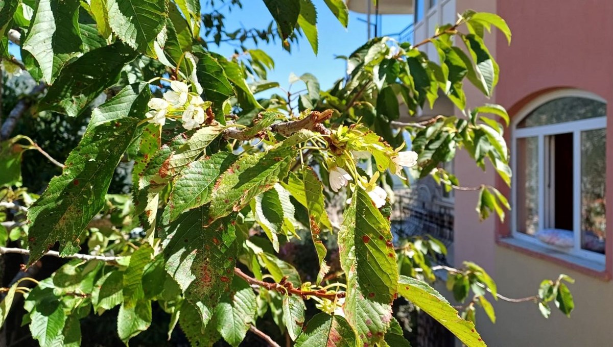 Eylül ayında çiçek açan kiraz ağacı