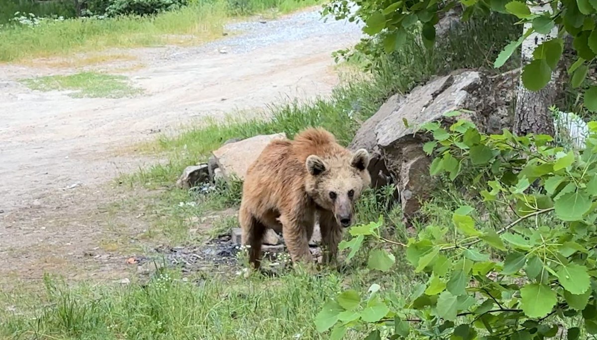 Maskot ayılar herkesin korkulu rüyası oldu