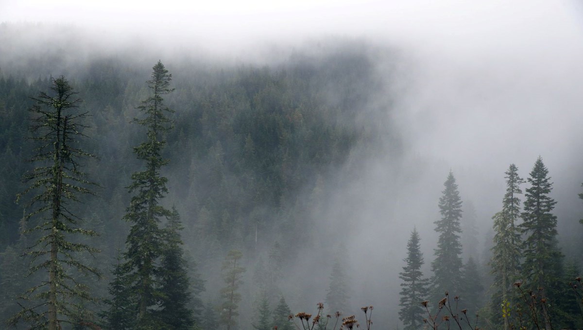 Ilgaz Dağı'nda sis etkili oldu