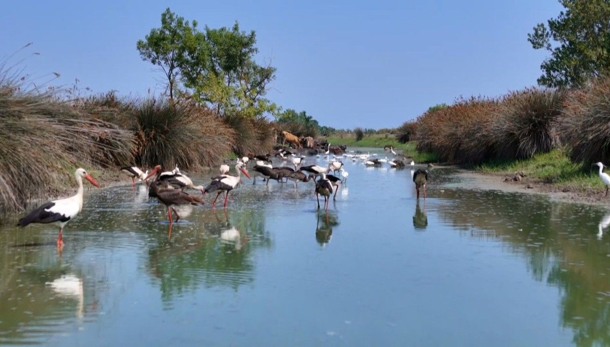 Kızılırmak Deltası Kuş Cenneti’nde eşsiz görüntüler! Turistlerin ilgi odağı oldu