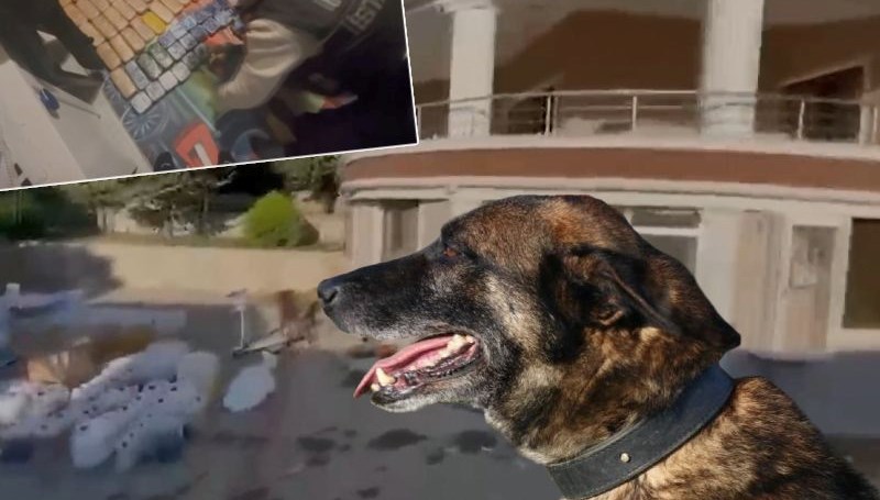 Canı pahasına yakaladı! Narkotik köpeği Ares uyuşturucu baskınında öldü