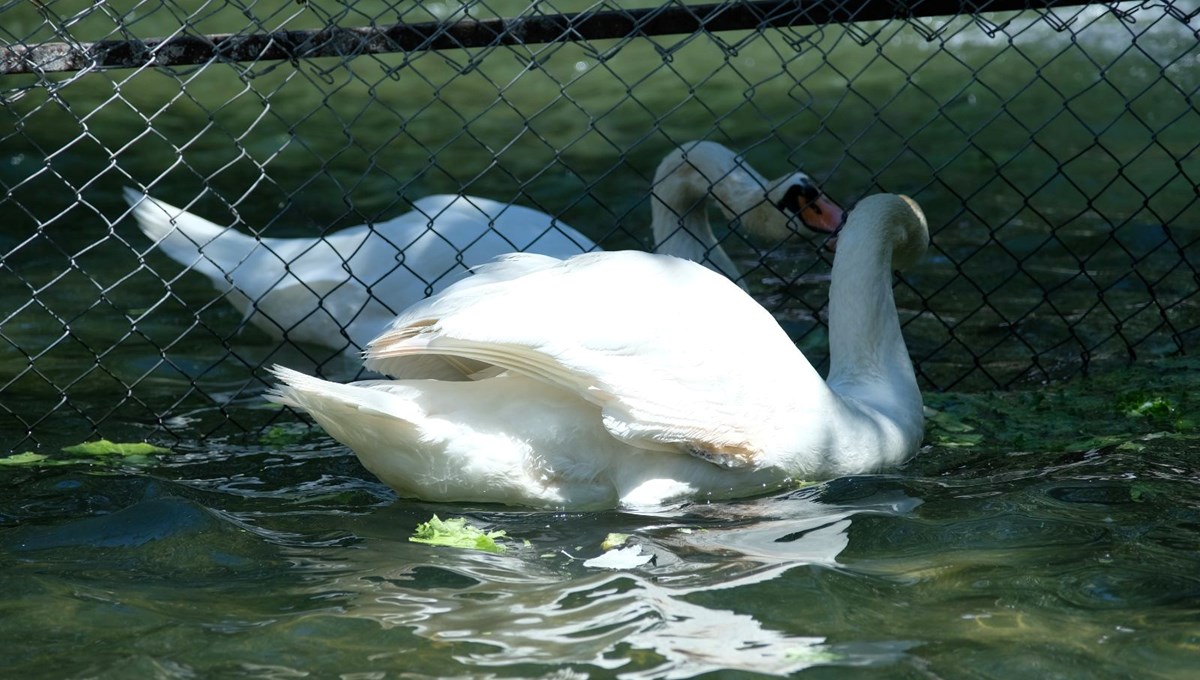 Sosyal medyada gündem olan Kuğulu Park fotoğrafında gerçek farklı çıktı: Sürekli kavga eden erkek kuğulara tel örgülü önlem