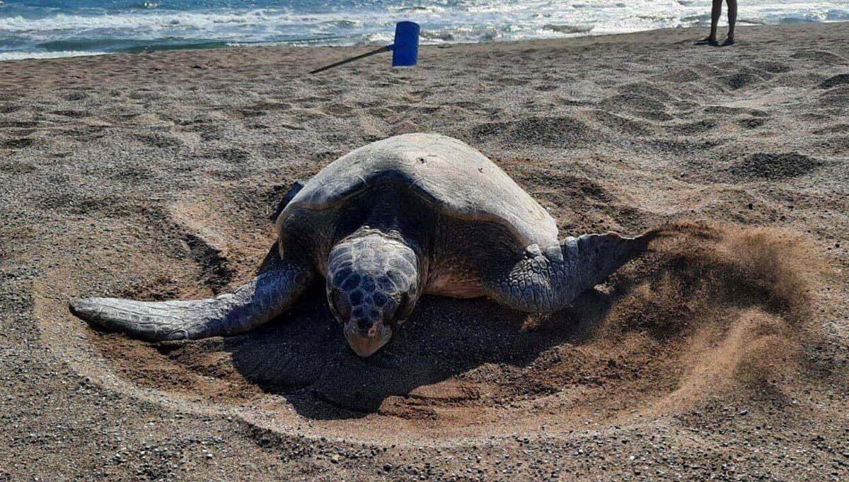 Caretta carettaların çiftleşme döneminde sessizlik uyarısı