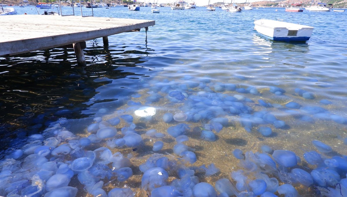 Foça ve Çeşme kıyılarında da denizanası paniği