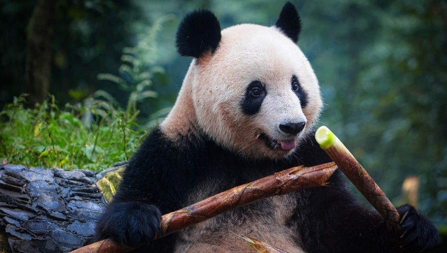 Belçika'daki panda yavruları Çin'e dönüyor