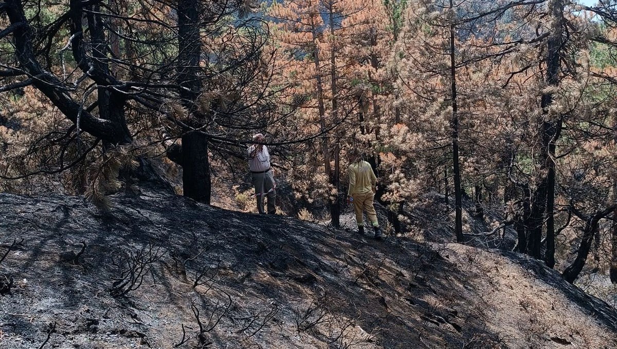 Bolu Göynük'teki orman yangınının yaraları sarılıyor