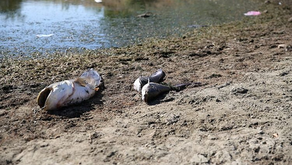 Su seviyesi düşen gölette oksijensiz kalan balıklar öldü