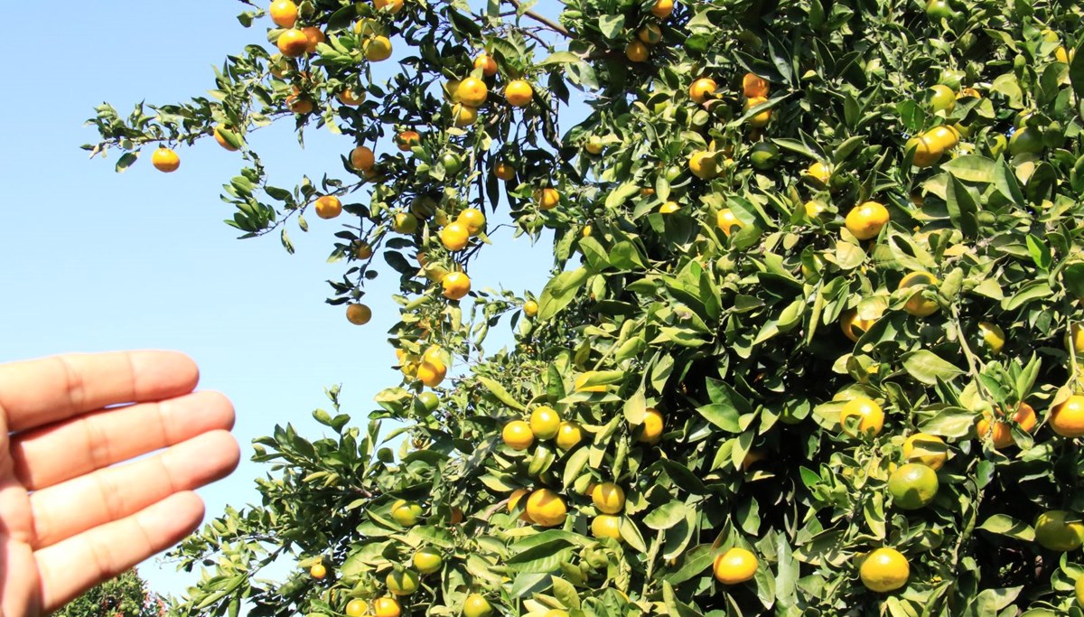 Mandalinada hasat başladı: Bahçede 3, markette 10 lira