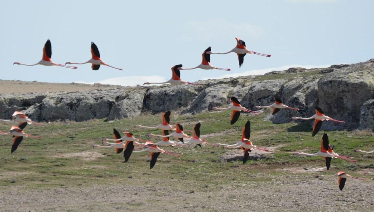 Flamingolar Tuz Gölü'ndeki evlerine geldi