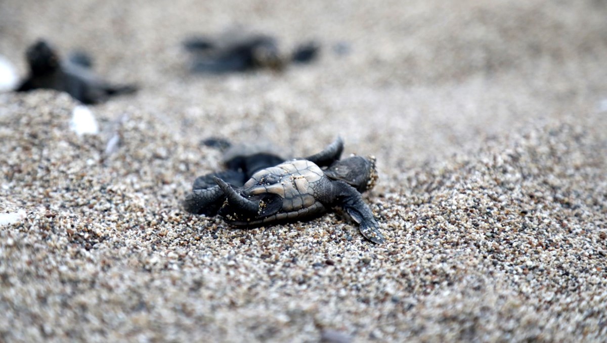 30 yıl aranın ardından yeni rekor gelecek mi? Caretta carettaların yavrulu yuva rekoruna son 6