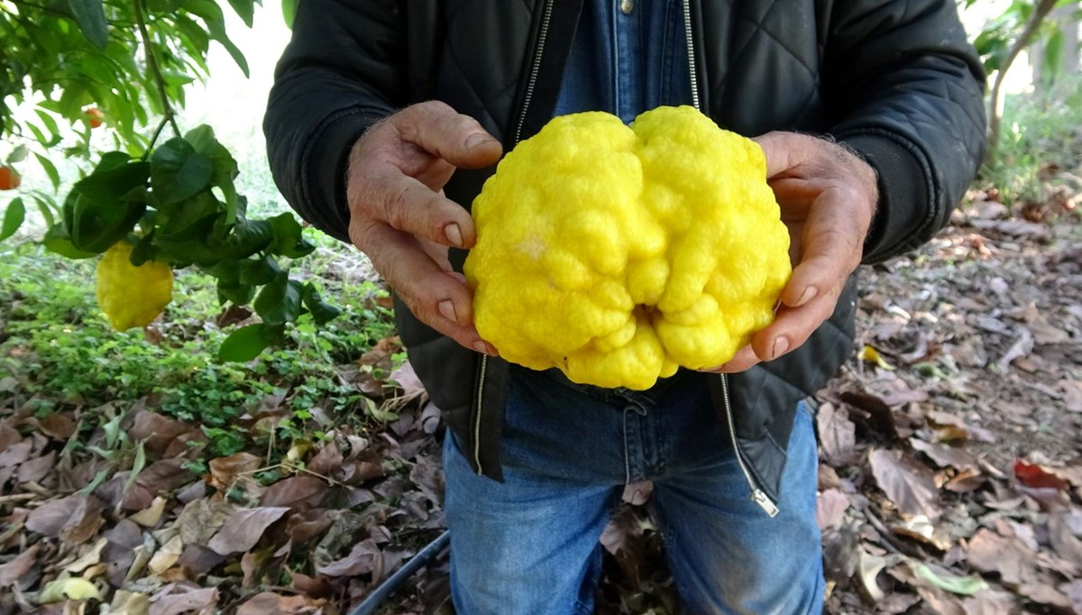 Denemek için eken üretici sıra dışı büyüklükte bergamot yetiştirdi