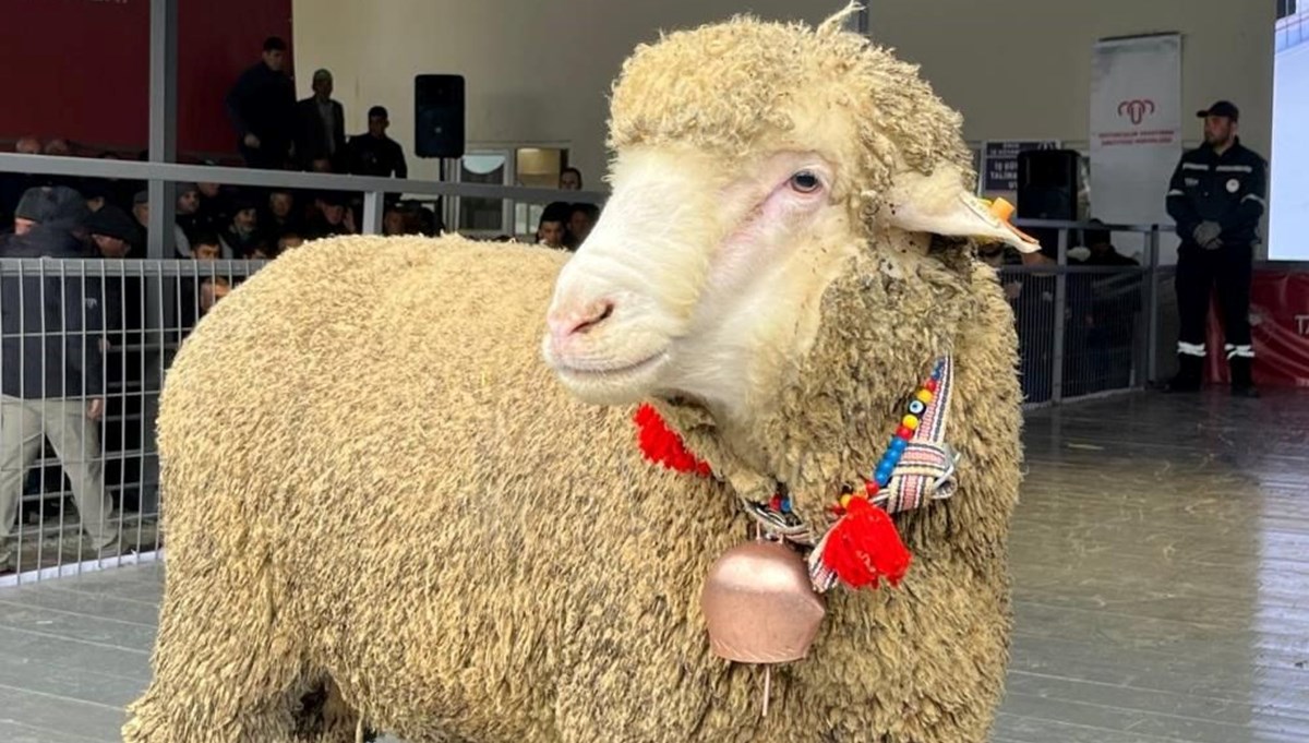 Merinos koçu rekor fiyata satıldı