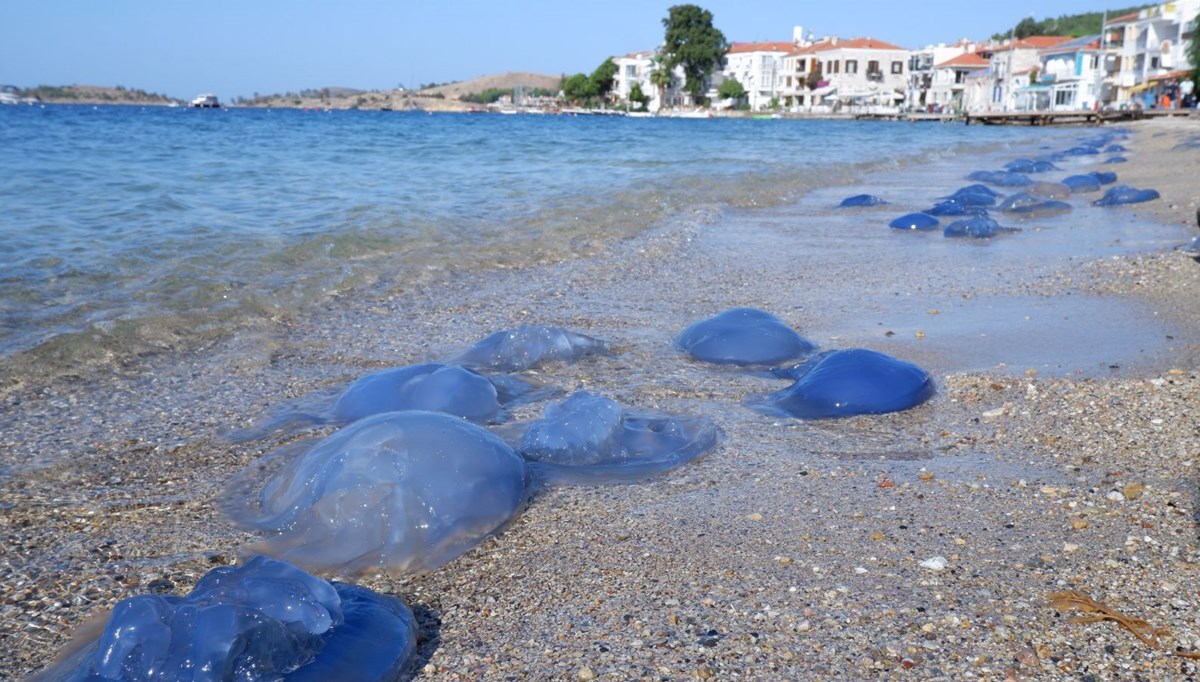 Foça plajlarında denizanası istilası