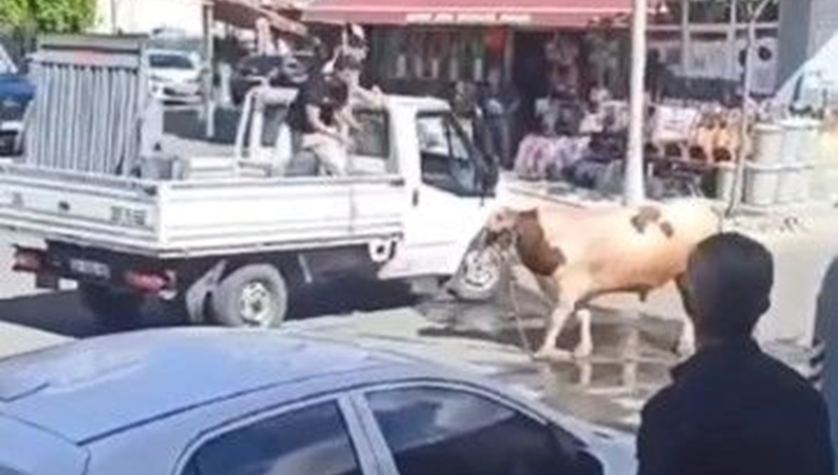 İstanbul’da kaçan boğa sokakları birbirine kattı: 1 saat sonra yakalanabildi