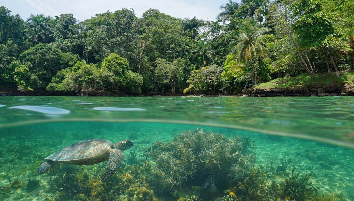 Panama'da deniz kaplumbağalarına yasal haklar verildi