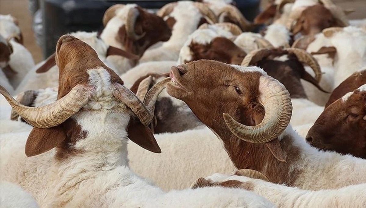 Kurban Bayramı tatili 2024: Kurban Bayramı ne zaman? Bayram tatili 9 gün mü? (Diyanet Kurban Bayramı takvimi)