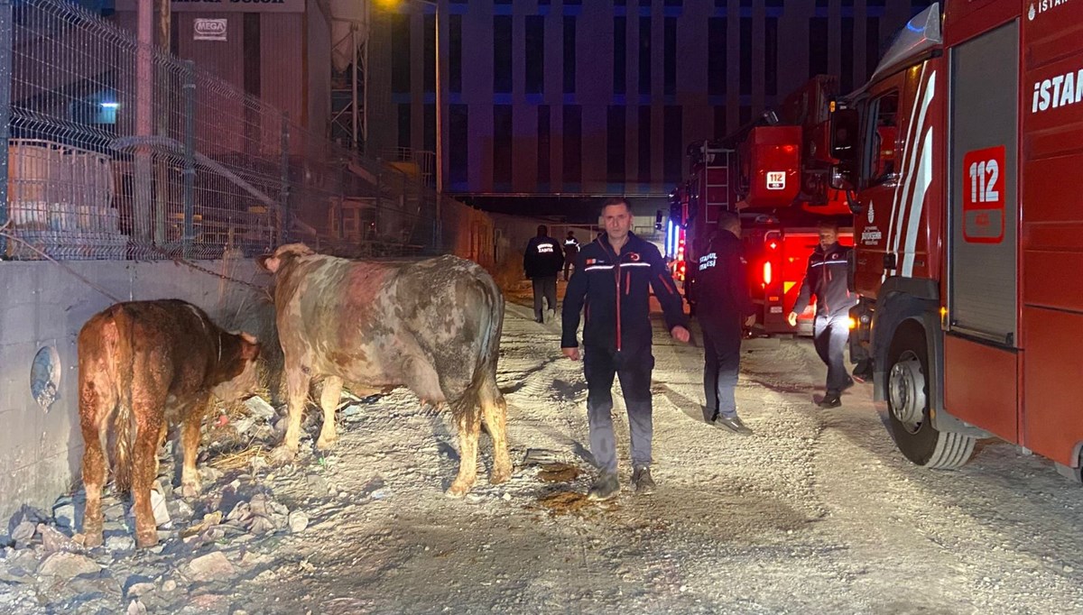 Esenyurt’ta kurbanlıkların bulunduğu ahırda yangın