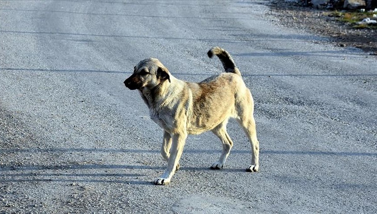 2 yılda 107 kişi köpek saldırıları nedeniyle hayatını kaybetti